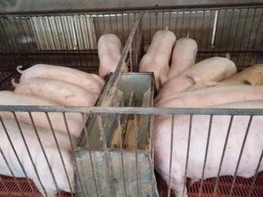 青海生态养殖网红,打造绿色健康养殖新名片