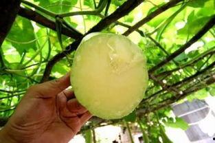 吃瓜后怎么自愈,轻松应对心理不适的秘诀