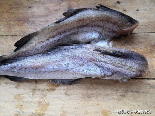 阿泰吃八瓜鱼,美食之旅精彩纷呈