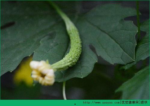 人流后可以吃捧瓜,捧瓜助力身体恢复