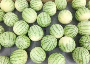 安静吃瓜的群众视频下载,视频背后的下载热潮