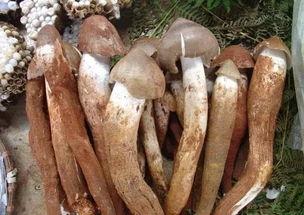 吃菌子能吃茭瓜吗