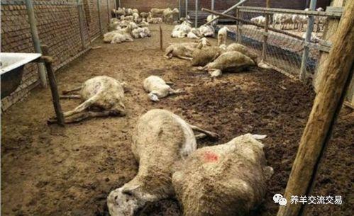 吃瓜腹泻便血死亡,腹泻便血致人死亡，食品安全警钟长鸣！”