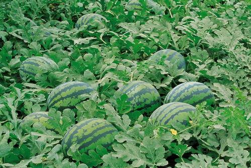 高州网红吃瓜群微信,揭秘网络红人的幕后生活