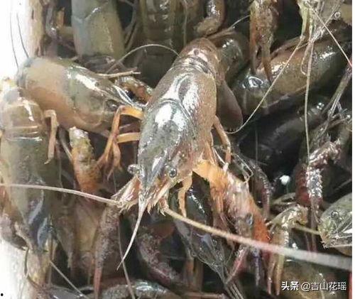 看虾农投喂虾料