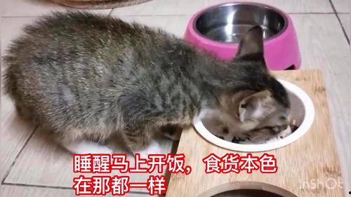 娱乐吃瓜酱小猫刀,揭秘娱乐圈背后的刀光剑影